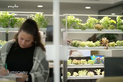 Screenshot des TV-Beitrags. Frau verschwommen in der linken Ecke des Vordergrunds zu erkennen. Urban Farming in Regalen im Hintergrund zu sehen.